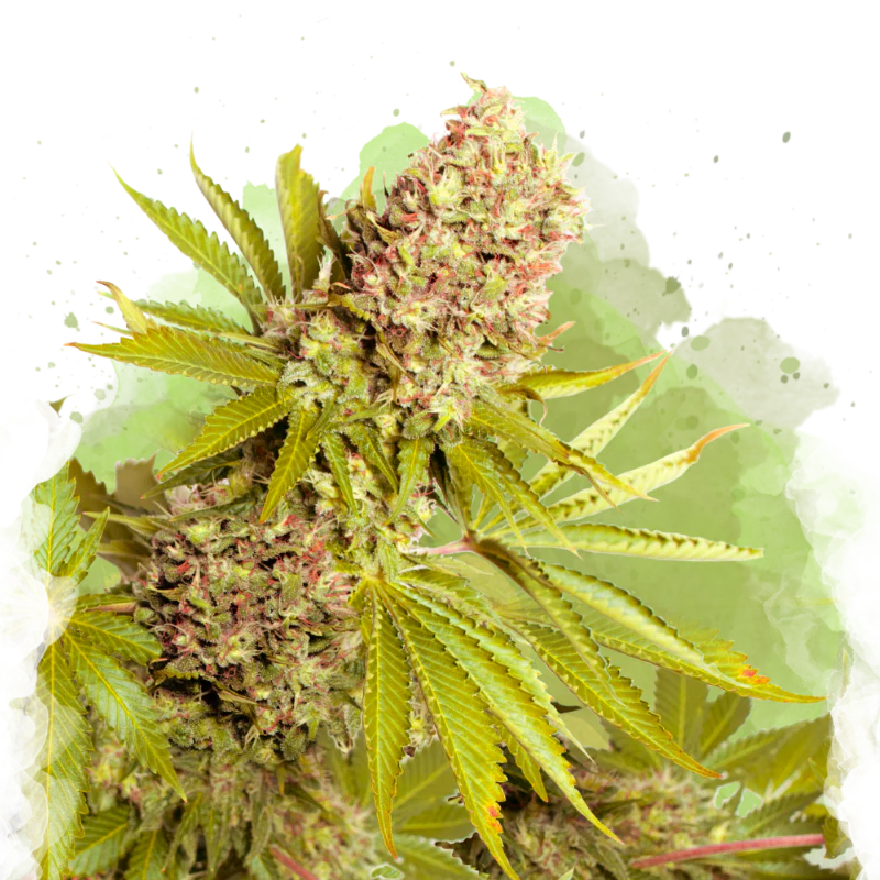 AK-48 Autoflower