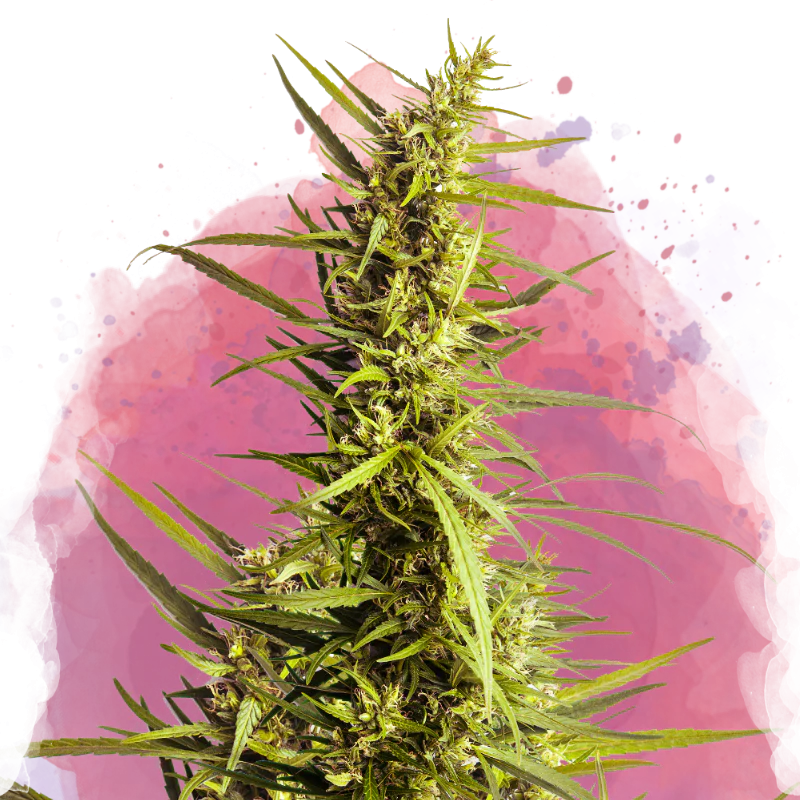 AK-48 Feminized