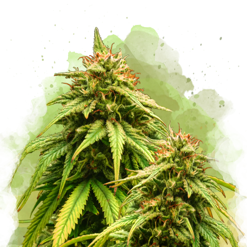 Amnesia Haze Autoflower