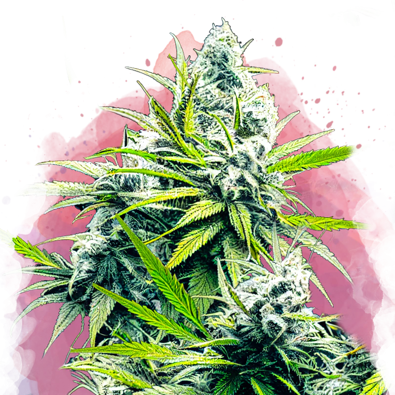 B-52 Feminized