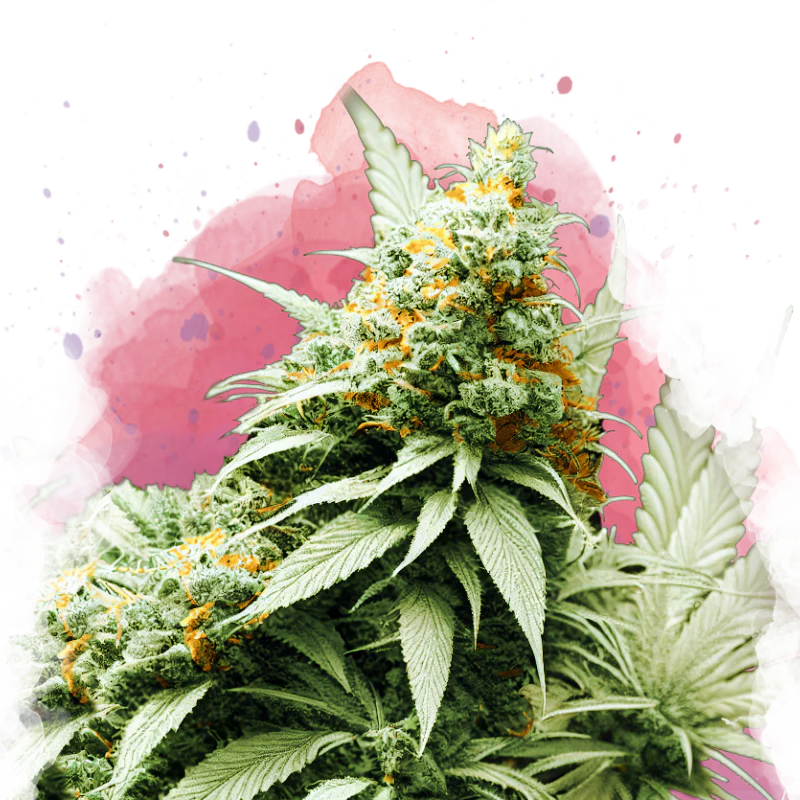 Big Bud Feminized