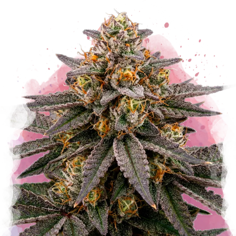 Biscotti Feminized 100 Seeds
