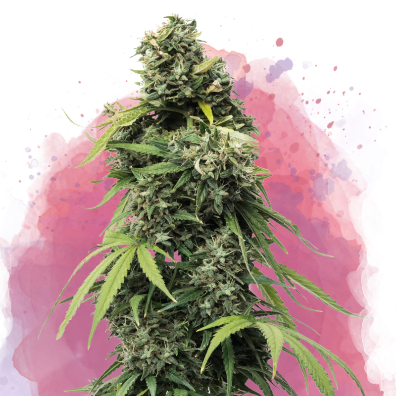 Black Widow Feminized