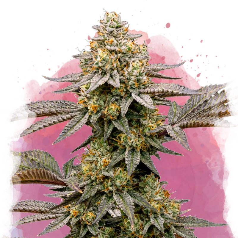 All Nirvana Seeds