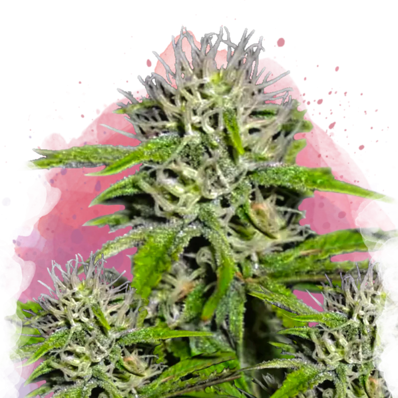 Cherry Wine v2 CBD Feminized