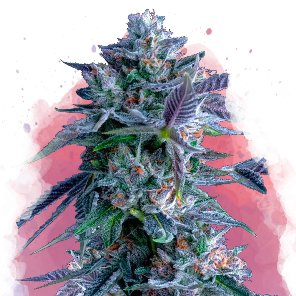 Chocolope Feminized