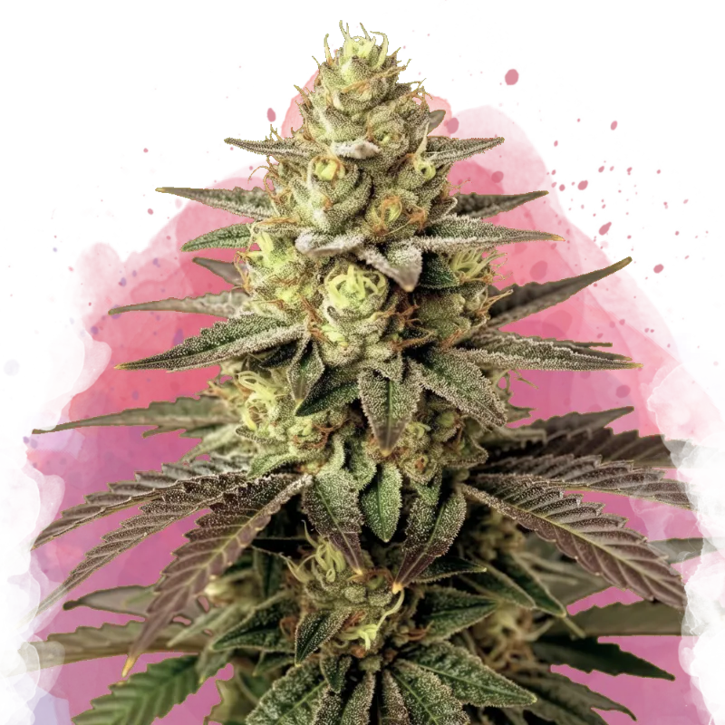 Easy to grow