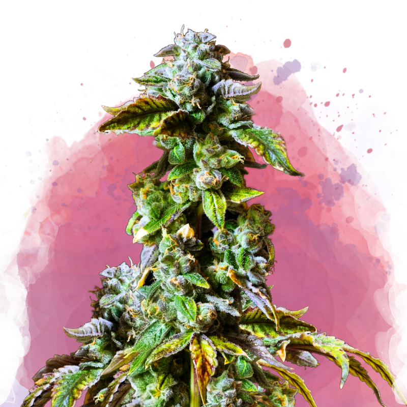 Durban Poison Feminized