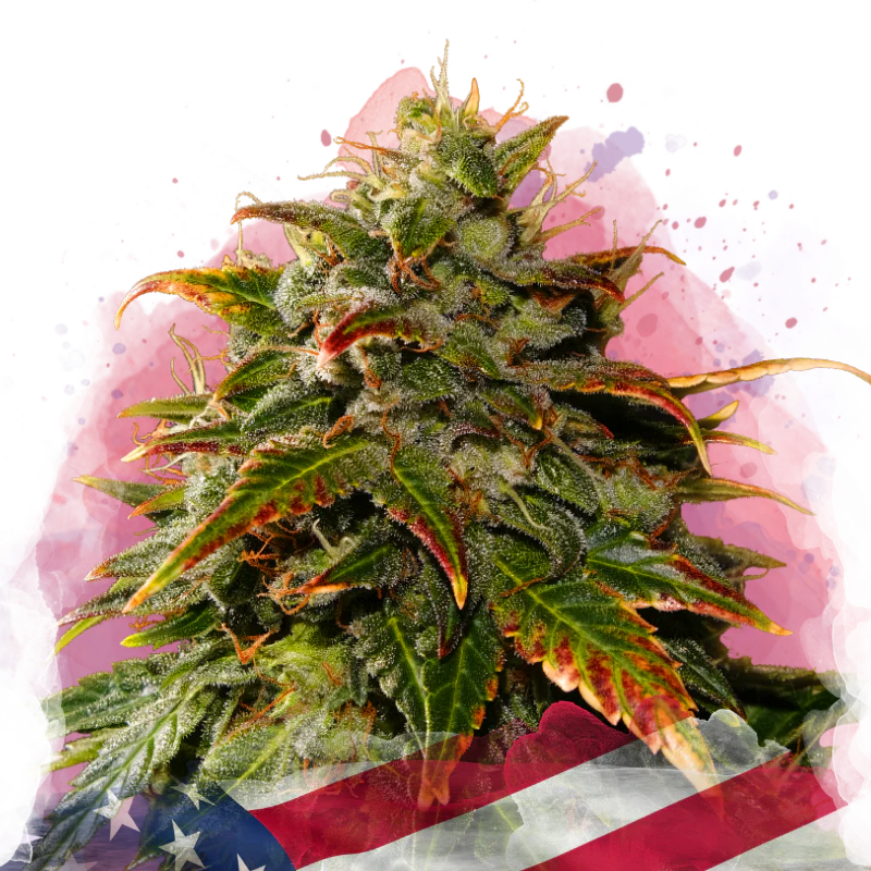 Gelato Feminized