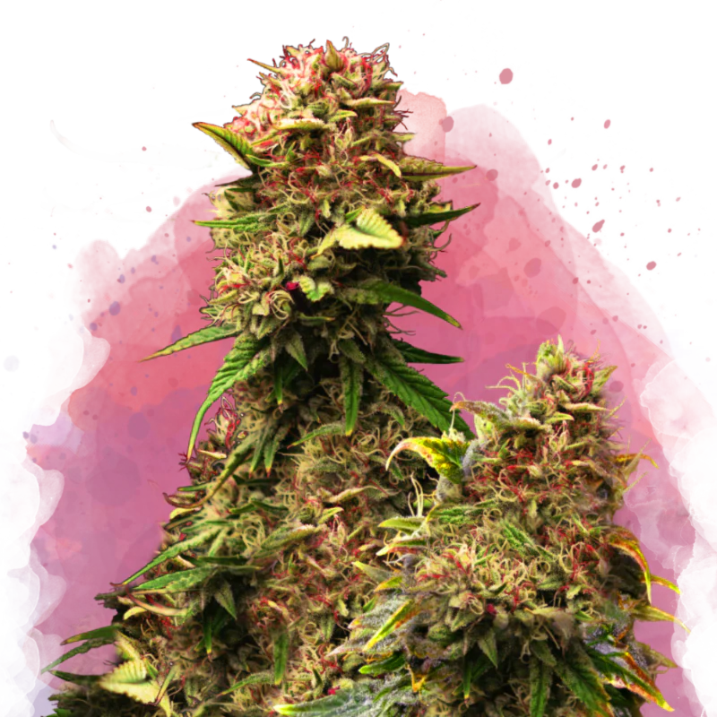 Granddaddy Purple Feminized