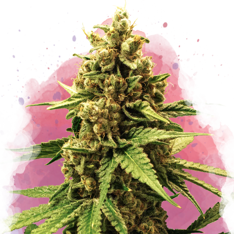 Great White Shark Feminized
