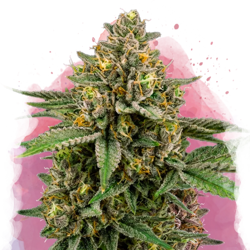 Mimosa Feminized 100 Seeds