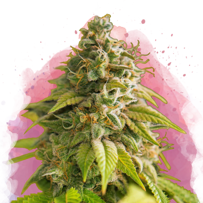 Papaya Feminized