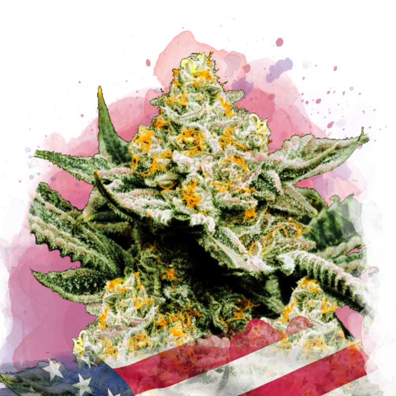 Sunset Sherbet Feminized