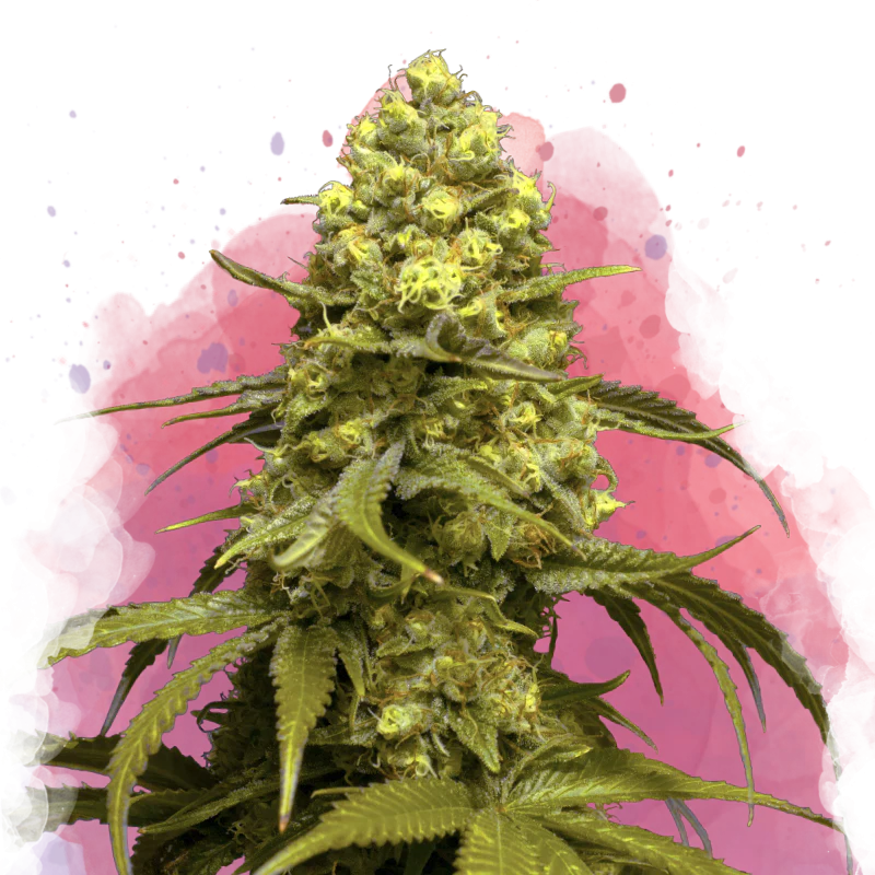Sweet Tooth Feminized
