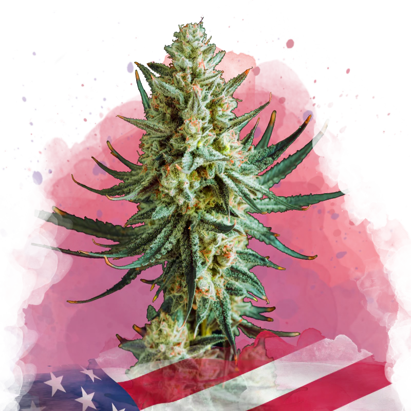 Wedding Cake Feminized